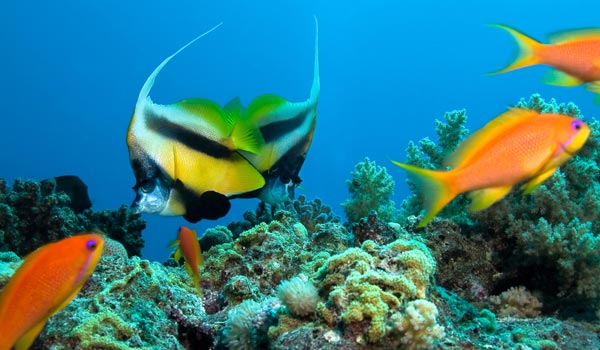 destination fiji diving destination fiji diving