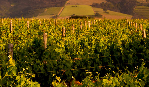 South African Wine South African Wine