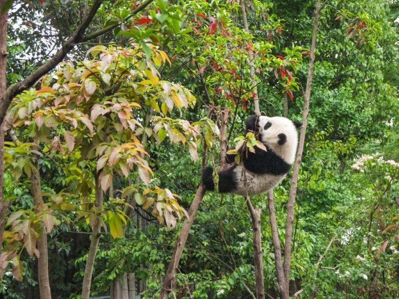 panda panda
